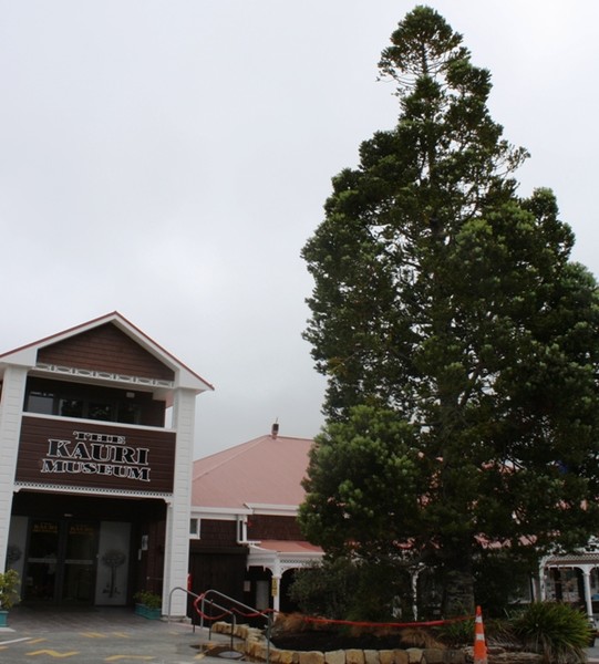 The Kauri Tree at the museum entrance gets a new garden. 